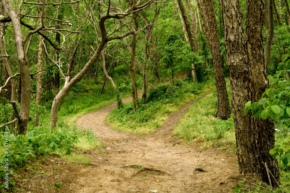nature trail