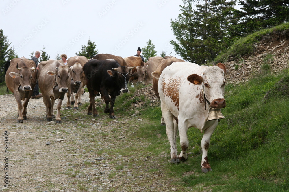 troupeau de vaches troupeau de vaches