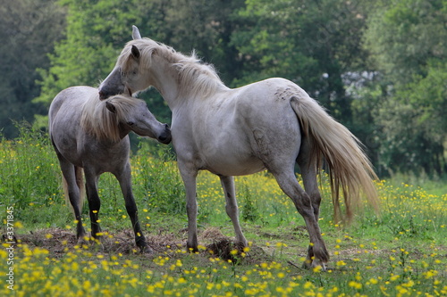 deux camarguais