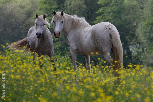 chevaux camarguais photo