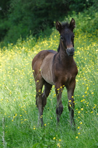 poulain