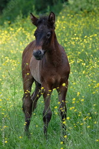 poulain