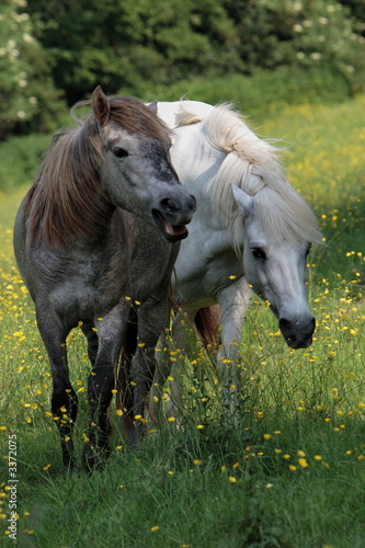 camarguais trottant