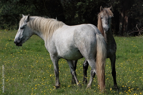 deux camarguais