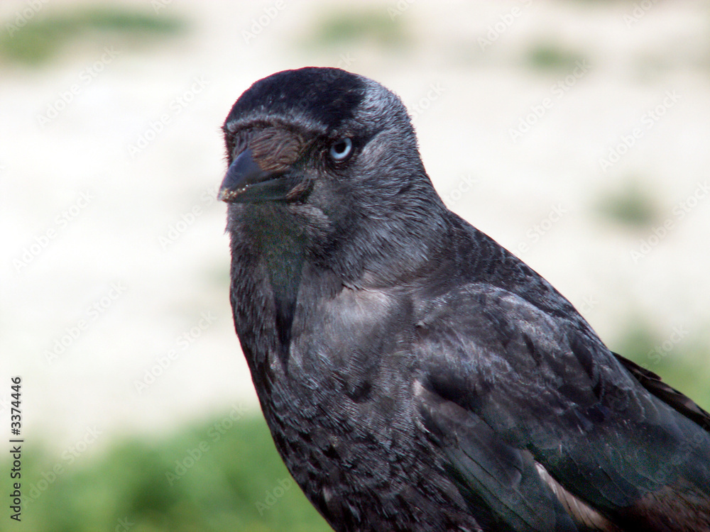 Fototapeta premium jackdaw