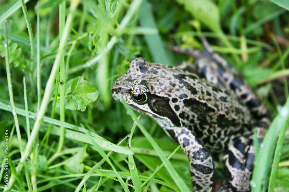 Fototapeta premium frog