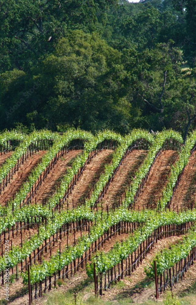 Fototapeta premium vertical vineyard rows3