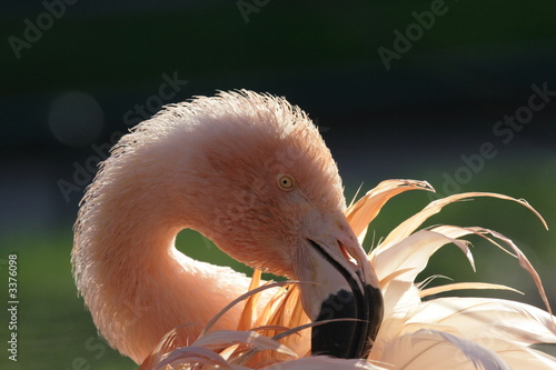 flamingokopf