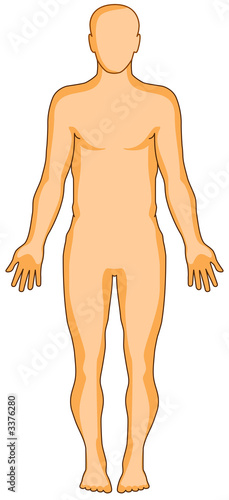 human anatomy flat