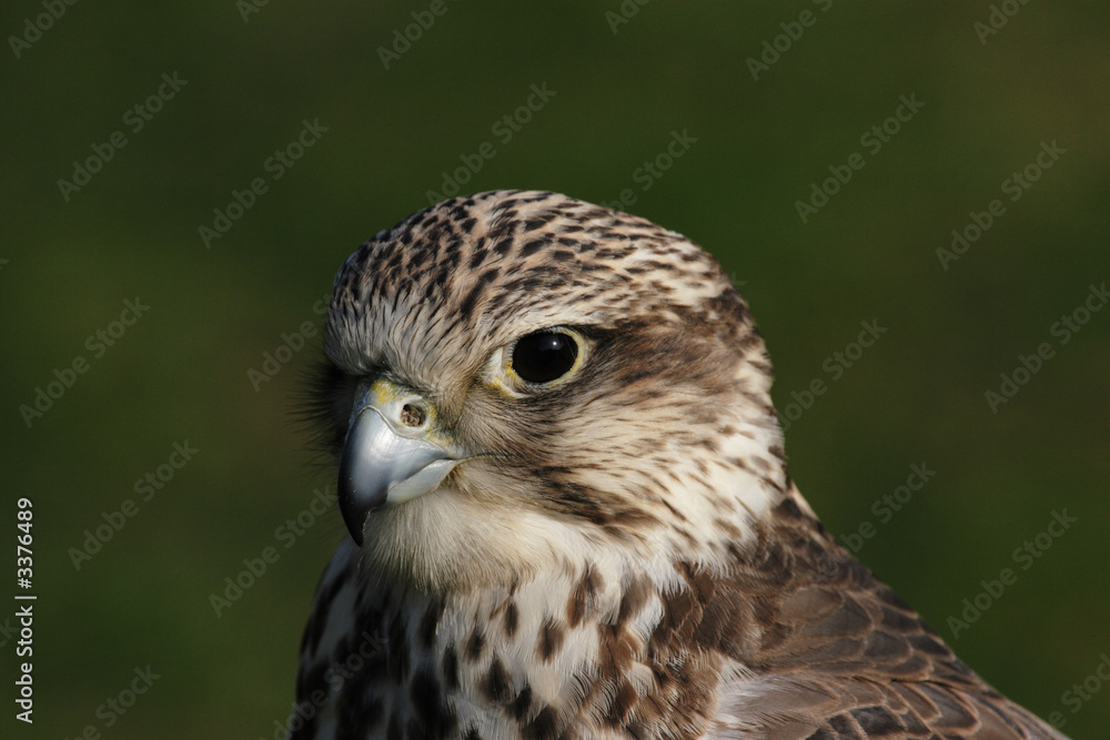 Fototapeta premium würgfalke
