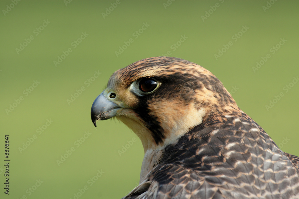 Fototapeta premium wanderfalke