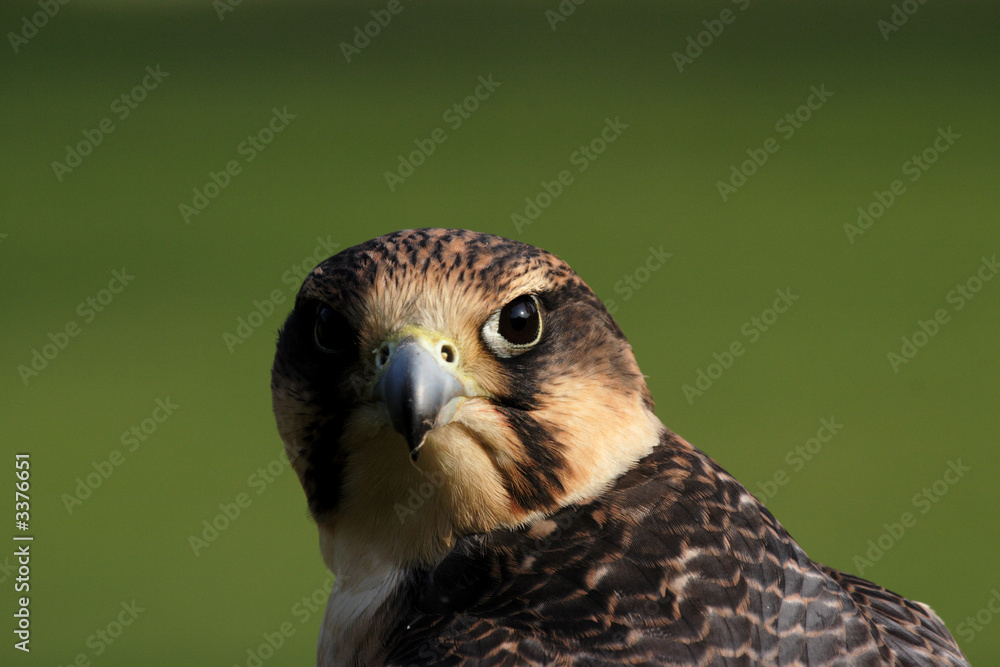 Fototapeta premium wanderfalke