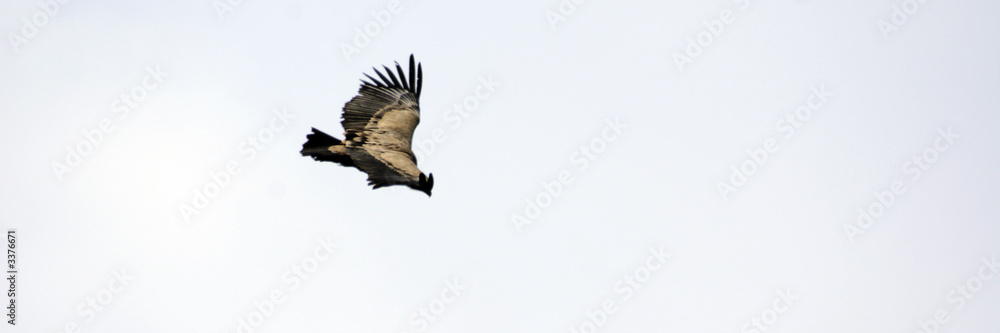 Fototapeta premium attaque d'oiseau