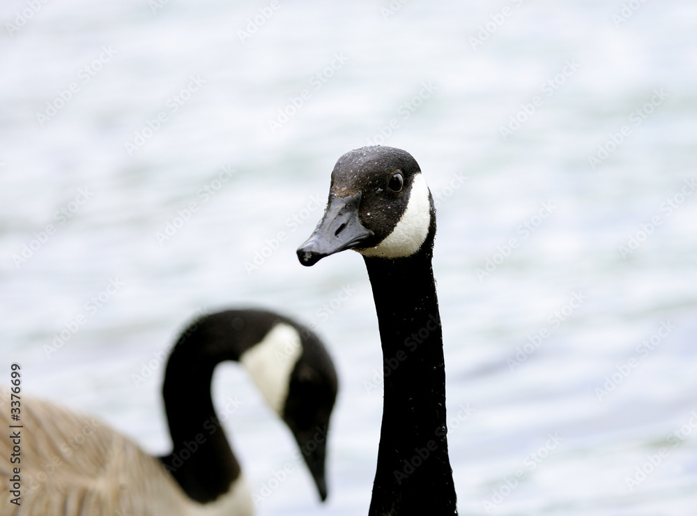 Obraz premium canada goose