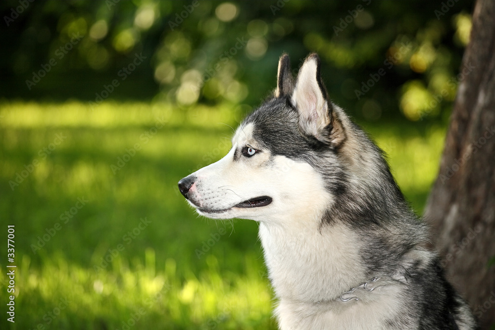 husky dog with multicolored eyes in the summer for