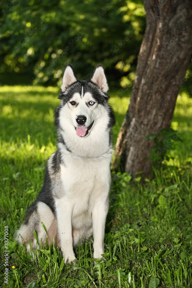 husky dog with multicolored eyes in the summer for husky dog with multicolored eyes in the summer for