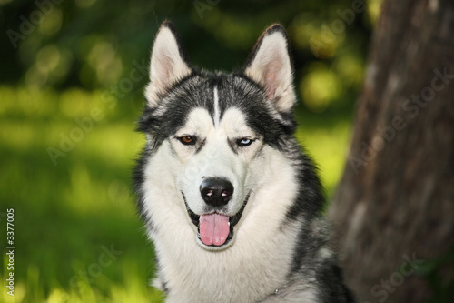 husky dog with multicolored eyes in the summer for