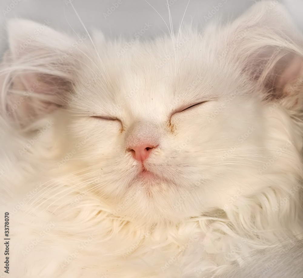 cute white cat kitty kitten baby sleep close-up