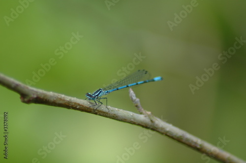 damsel fly,