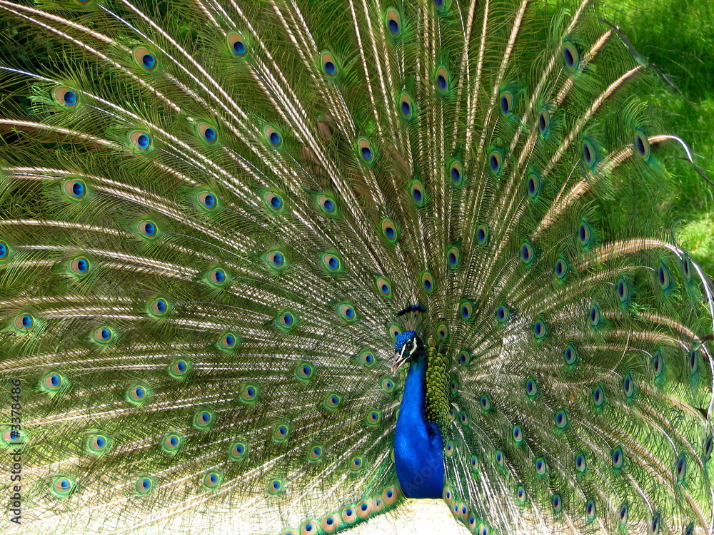 Obraz premium peacock