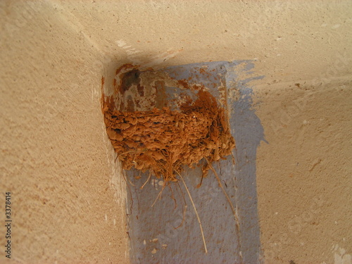 swallow nest photo