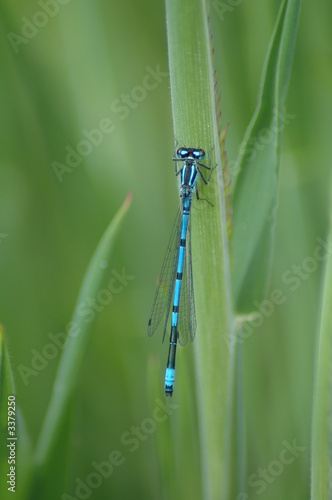 damsel fly,