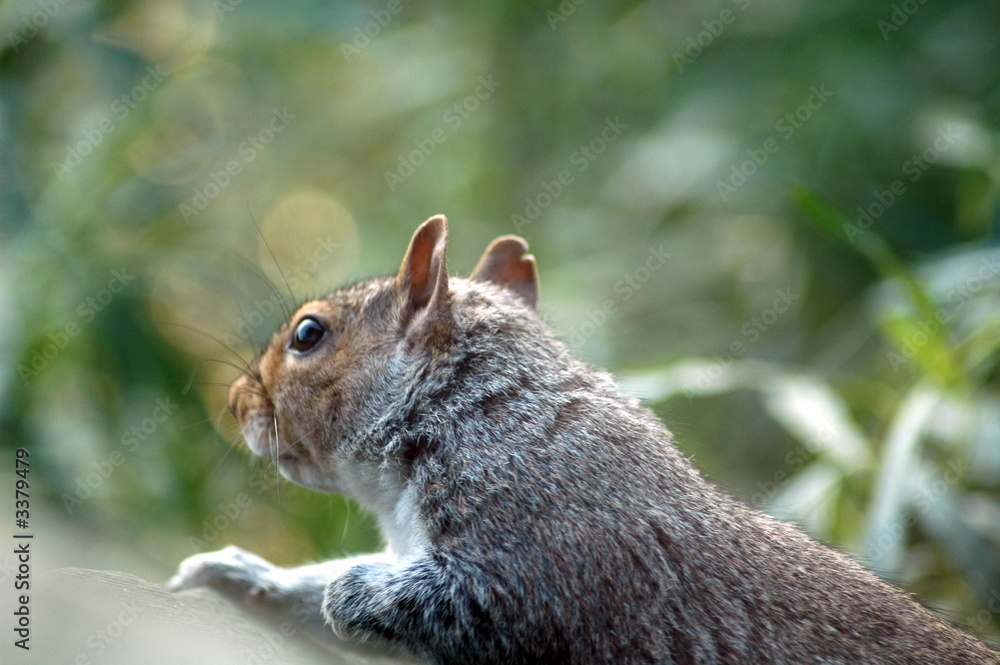 Obraz premium squirel