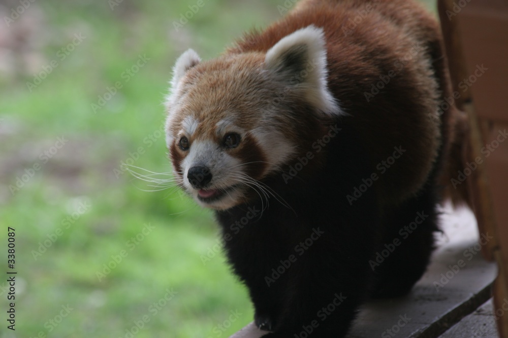 Obraz premium red panda 4