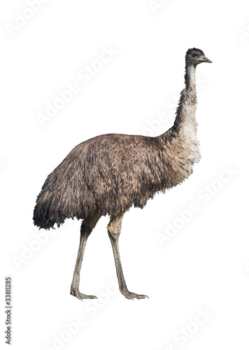 emu isolated on white photo