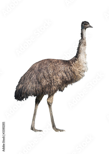 emu isolated on white