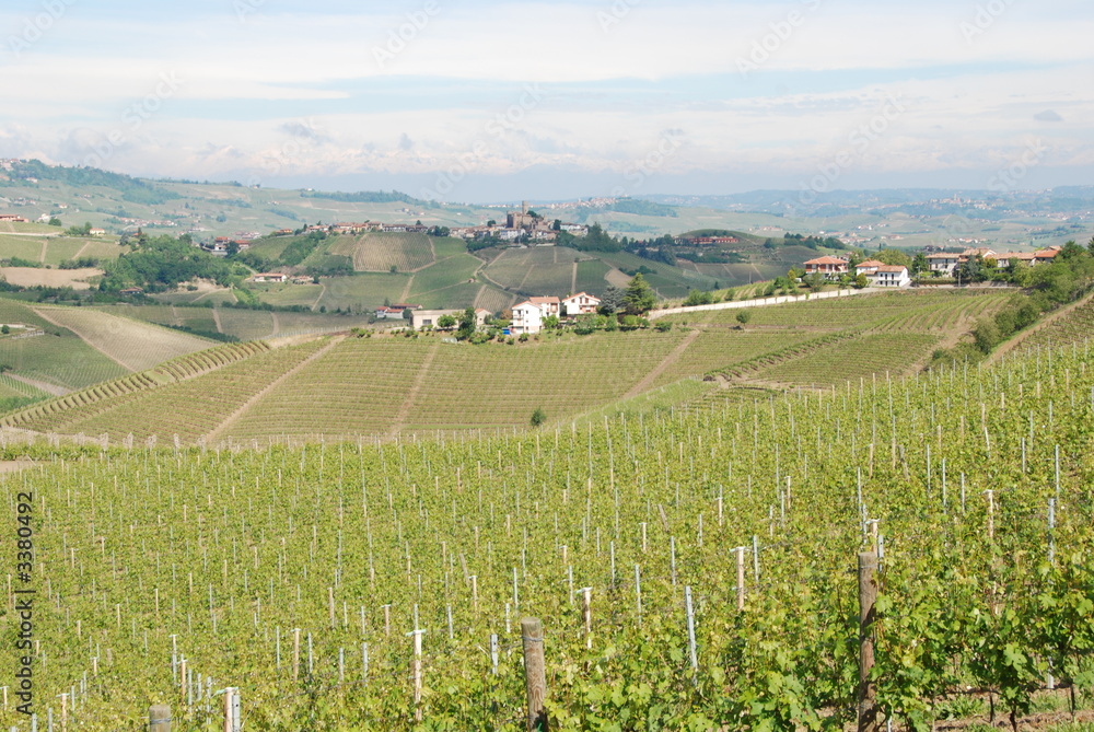 vigne di langa vigne di langa