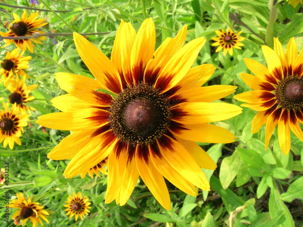 sunflower field sunflower field