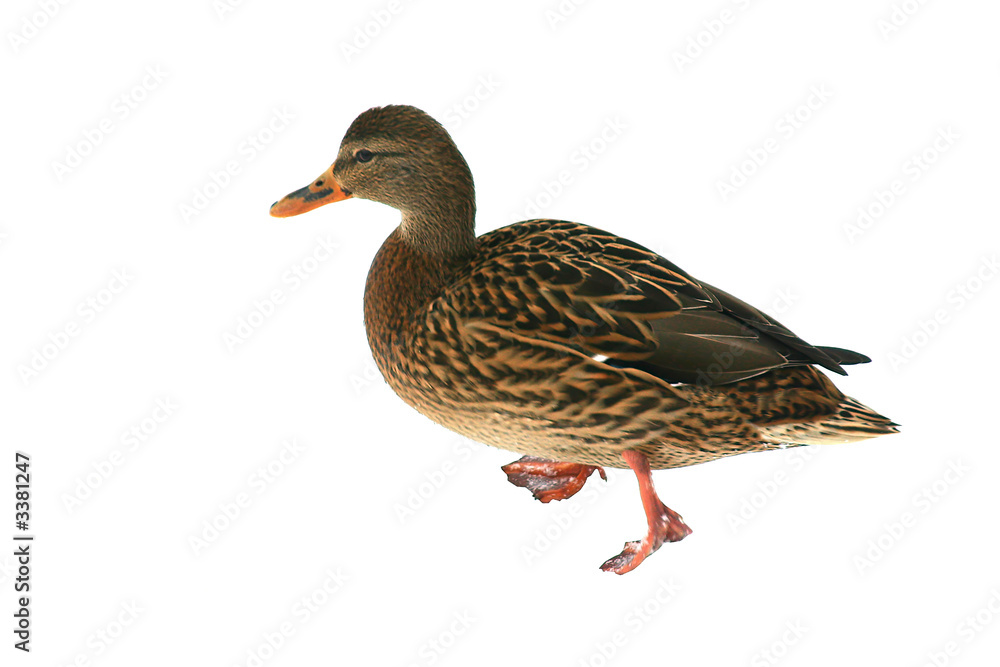 Obraz premium single female duck