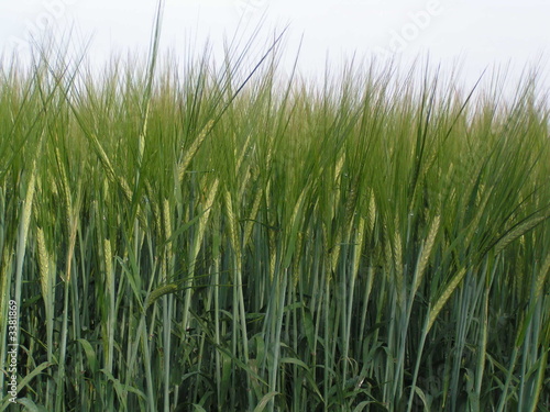 champs de blè