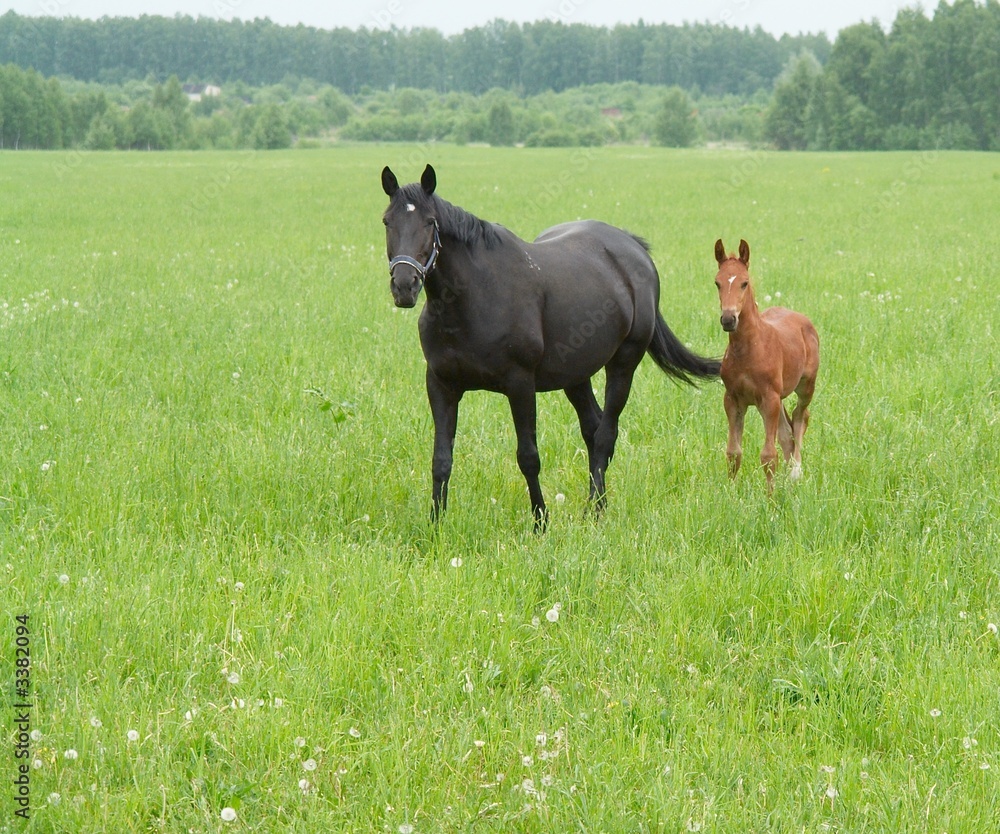 bay mare and foal