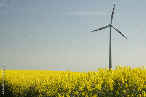 wind turbines and rapeseed field