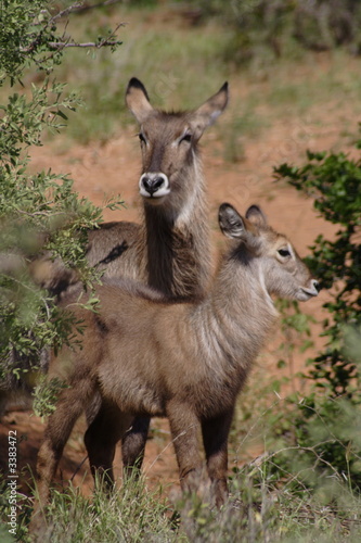 Fototapeta waterbuck and calve