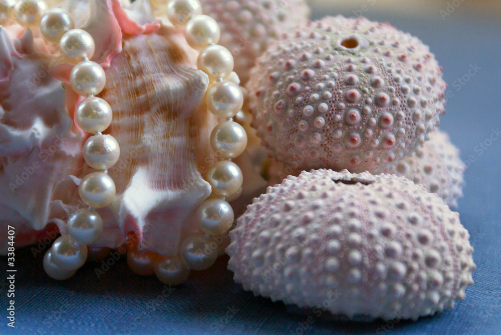 conch with pearls conch with pearls