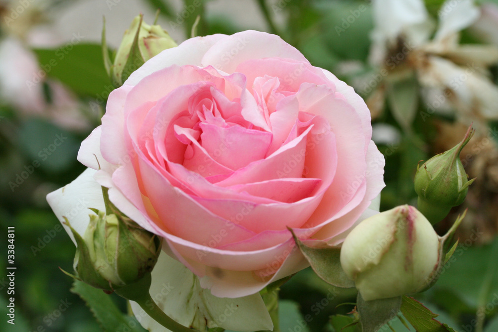 Naklejka premium rose