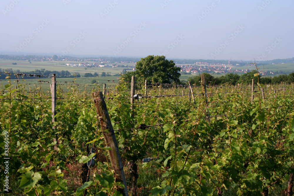 vignes et plaine d'alsace