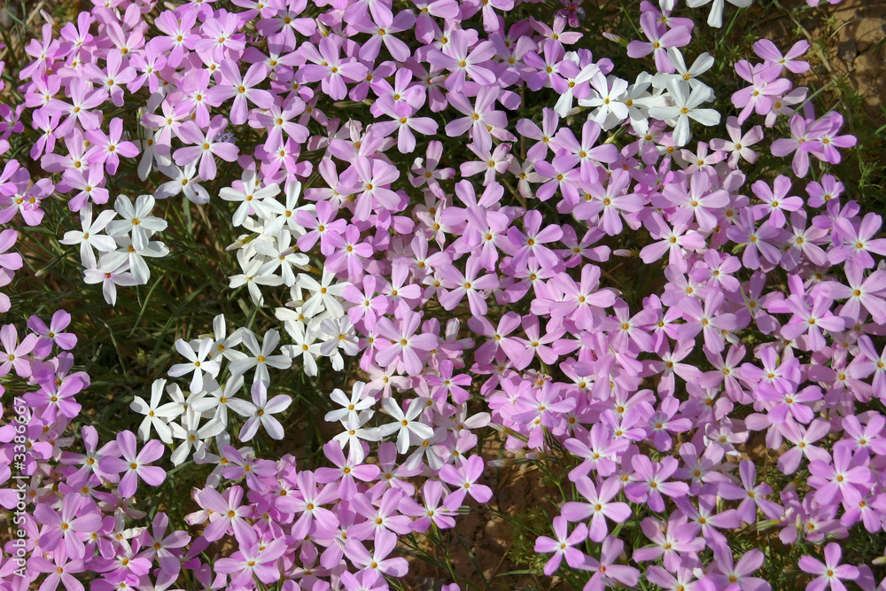 purple wildflowers