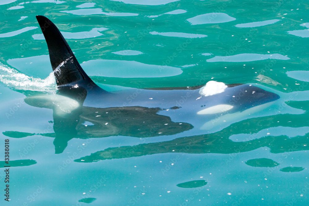 Obraz premium killer whale