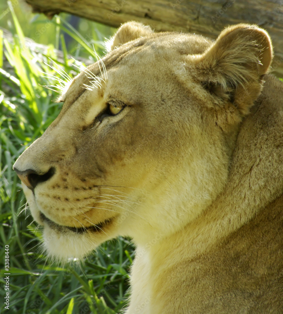 Fototapeta premium lioness profile shot.