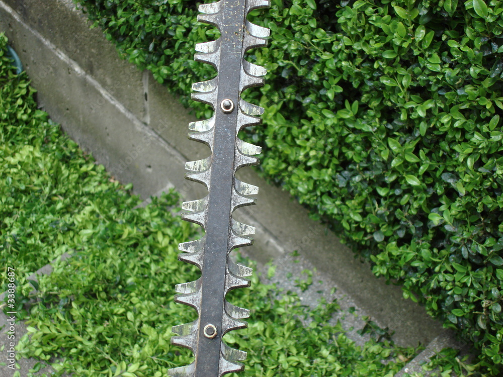 hedge trimming hedge trimming
