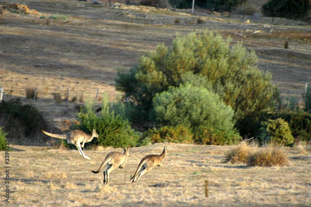 Fototapeta premium kangourou