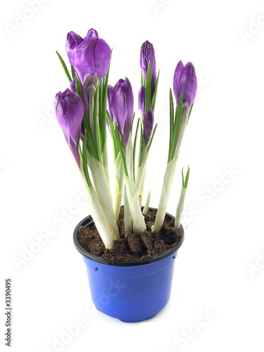 crocus