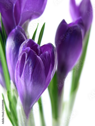 crocus