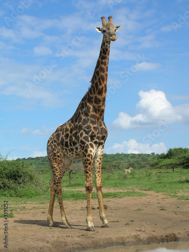 giraffe in s  dafrika