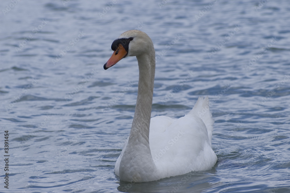 cygne sur le lac d'annecy