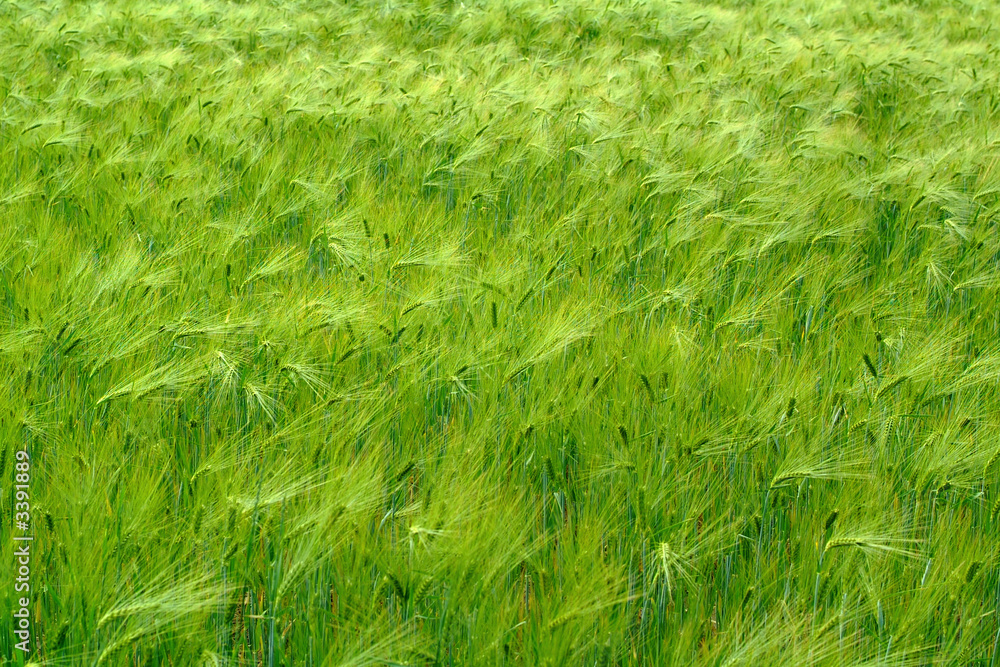 green agricultural field, cerial